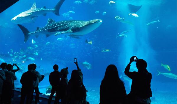 Capa: Vidro possibilita interação intensa com animais em aquários e zoológicos